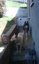 Shadow and Cooper on side of house